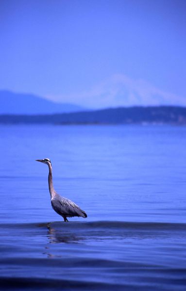 Fischreiher vor Mt Baker