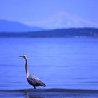 Fischreiher vor Mt Baker