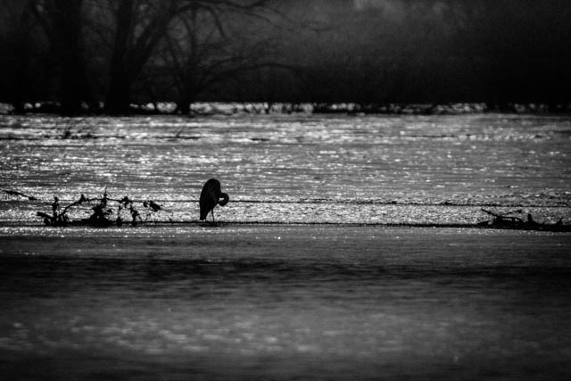 Fischreiher während des Hochwassers an der Sieg am 24.12.2012