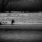 Fischreiher während des Hochwassers an der Sieg am 24.12.2012