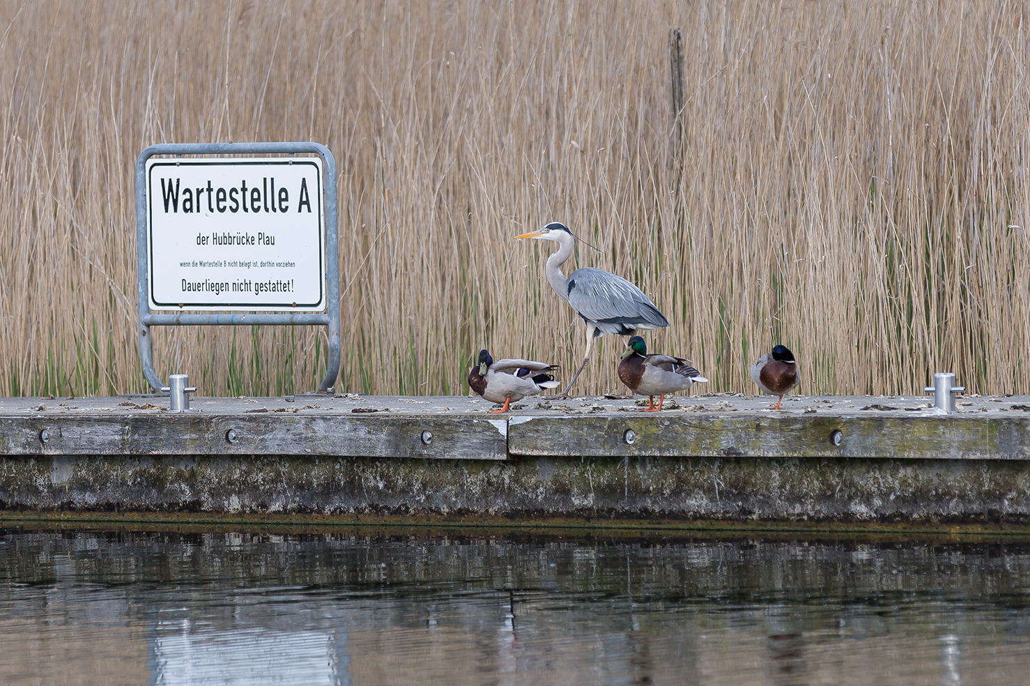 Fischreiher Wartestellung 