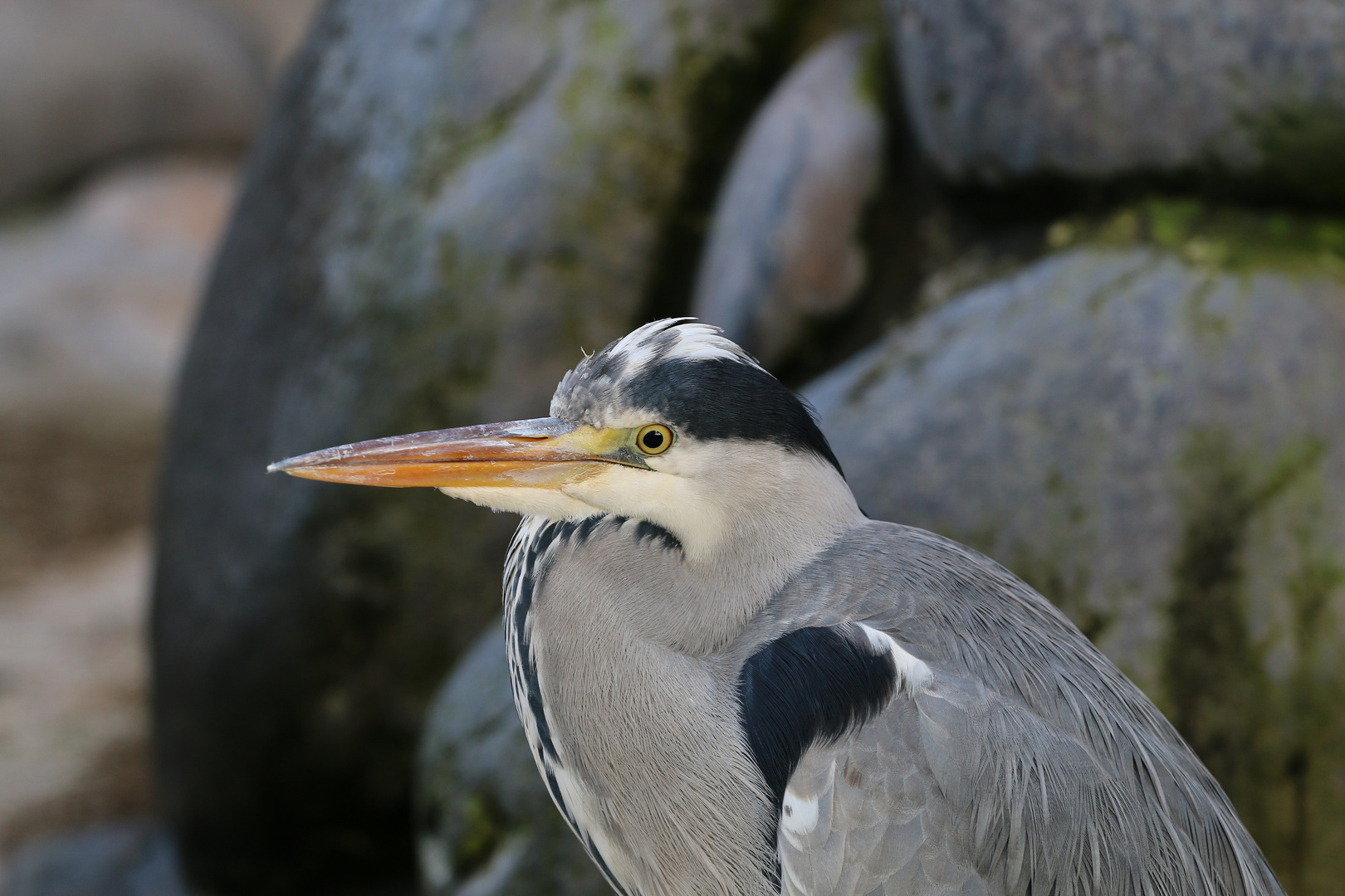 Fischreiher Wilhelma