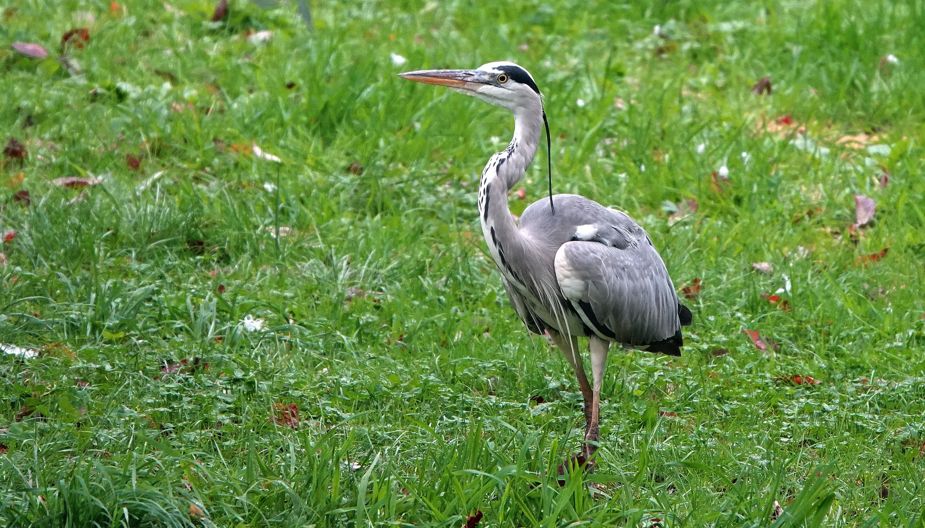 Fischreiher zu Gast