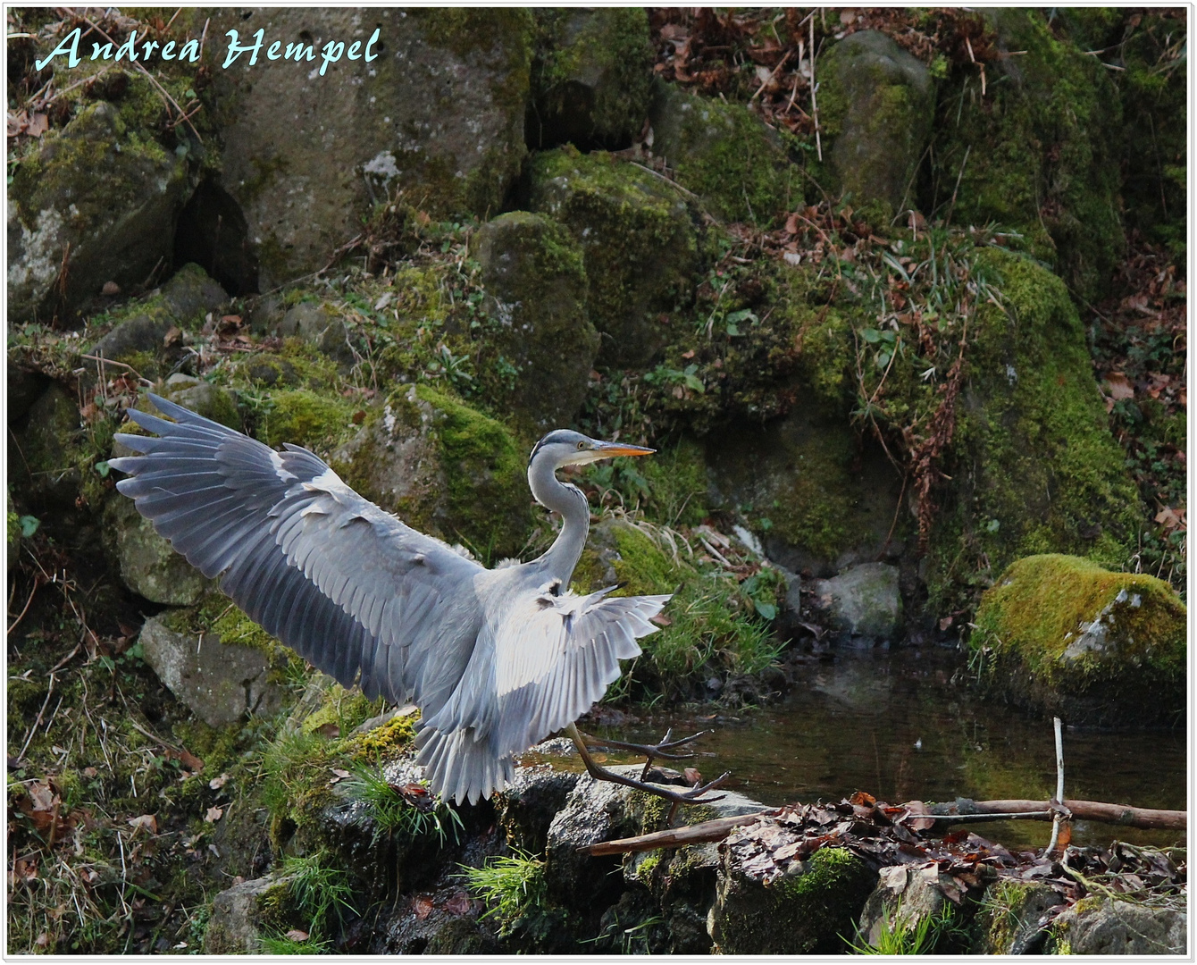 Fischreiher,geliebt und gehasst