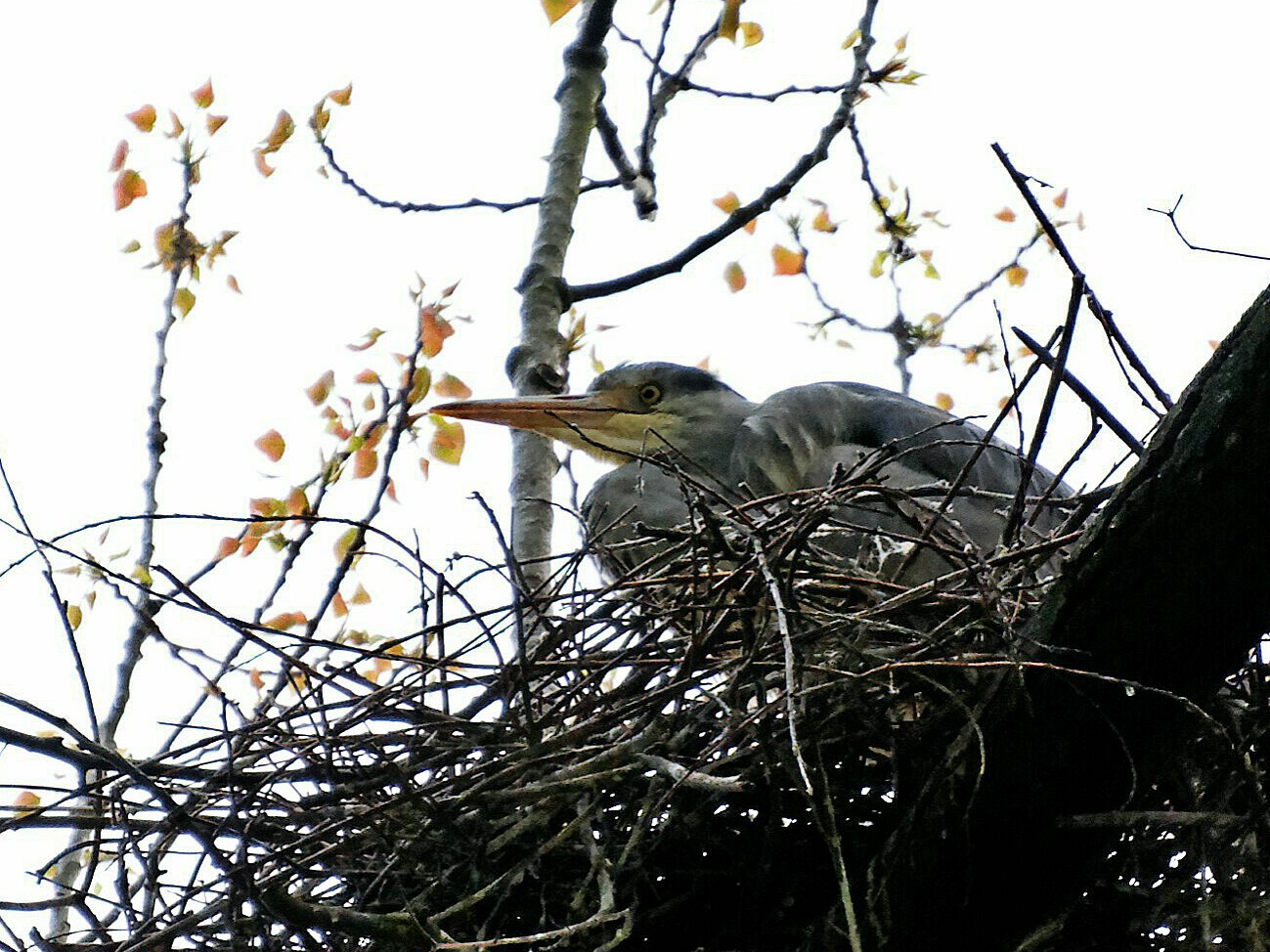 Fischreiherjunges im Nest