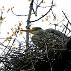 Fischreiherjunges im Nest