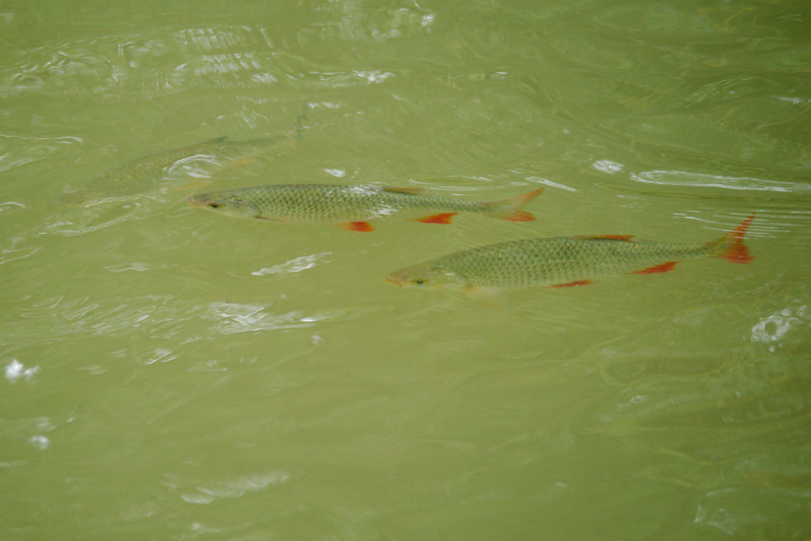 Fischreiherperspektive...... 