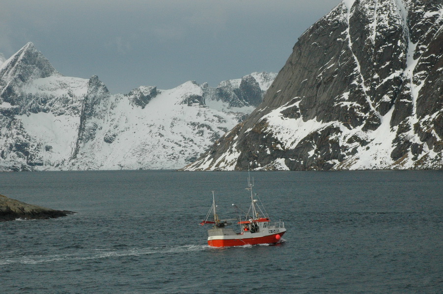 Fischsaison auf den Lofoten