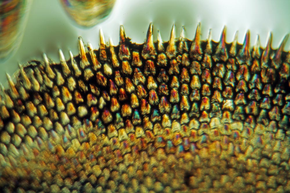 Fischschuppe im Detail aussen - Mikroskopaufnahme - polarisiertes Licht