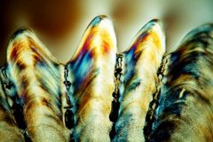 Fischschuppe im Detail innen - Mikroskopaufnahme - polarisiertes Licht