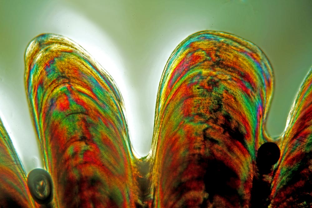 Fischschuppe im Detail innen - Mikroskopaufnahme - polarisiertes Licht