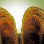 Fischschuppe im Detail innen - Mikroskopaufnahme weißes Licht