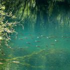 Fischschwarm an der Isar