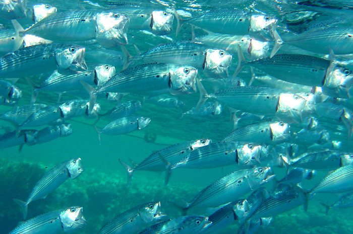 Fischschwarm im Roten Meer