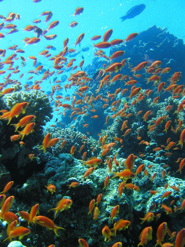 Fischschwarm im Roten Meer