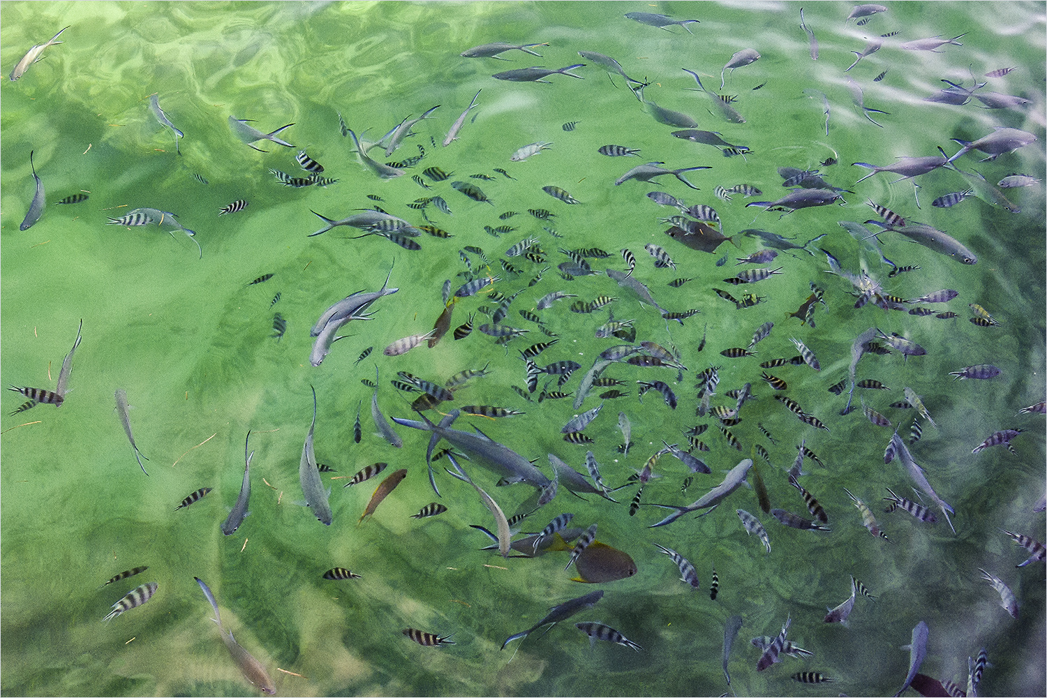 fischsuppe Foto &amp; Bild | fotos, world, wasser Bilder auf fotocommunity