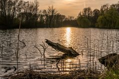 Fischteich am Abend - Hannover-Wülfel