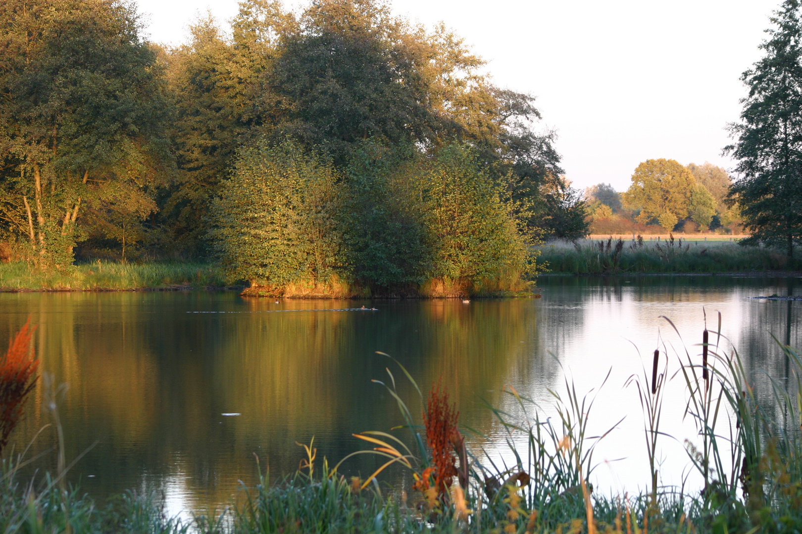 Fischteich im Abendlicht