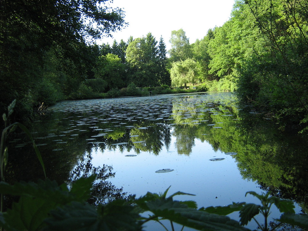 Fischteich im Frohnbachtal