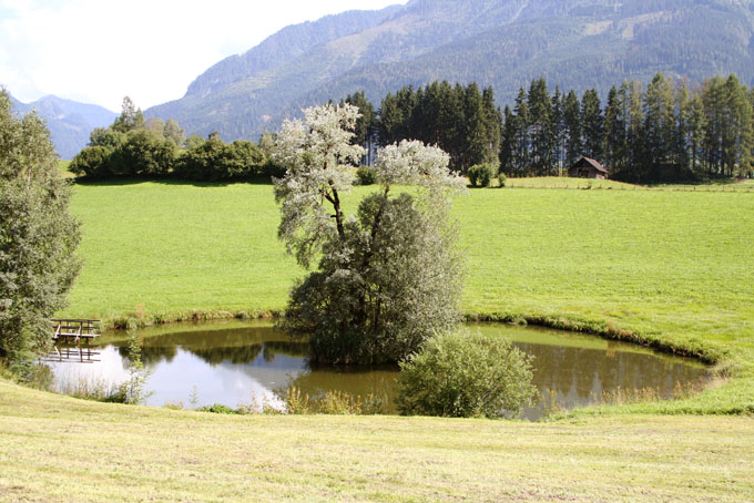 fischteich mit bewachsener insel