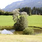 fischteich mit bewachsener insel