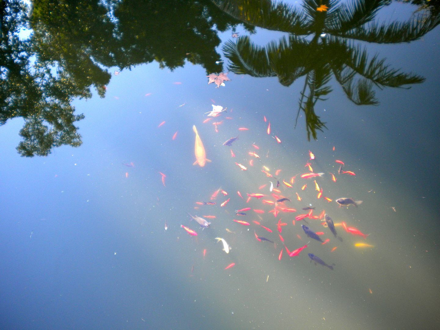 Fischteich mit Spiegelung