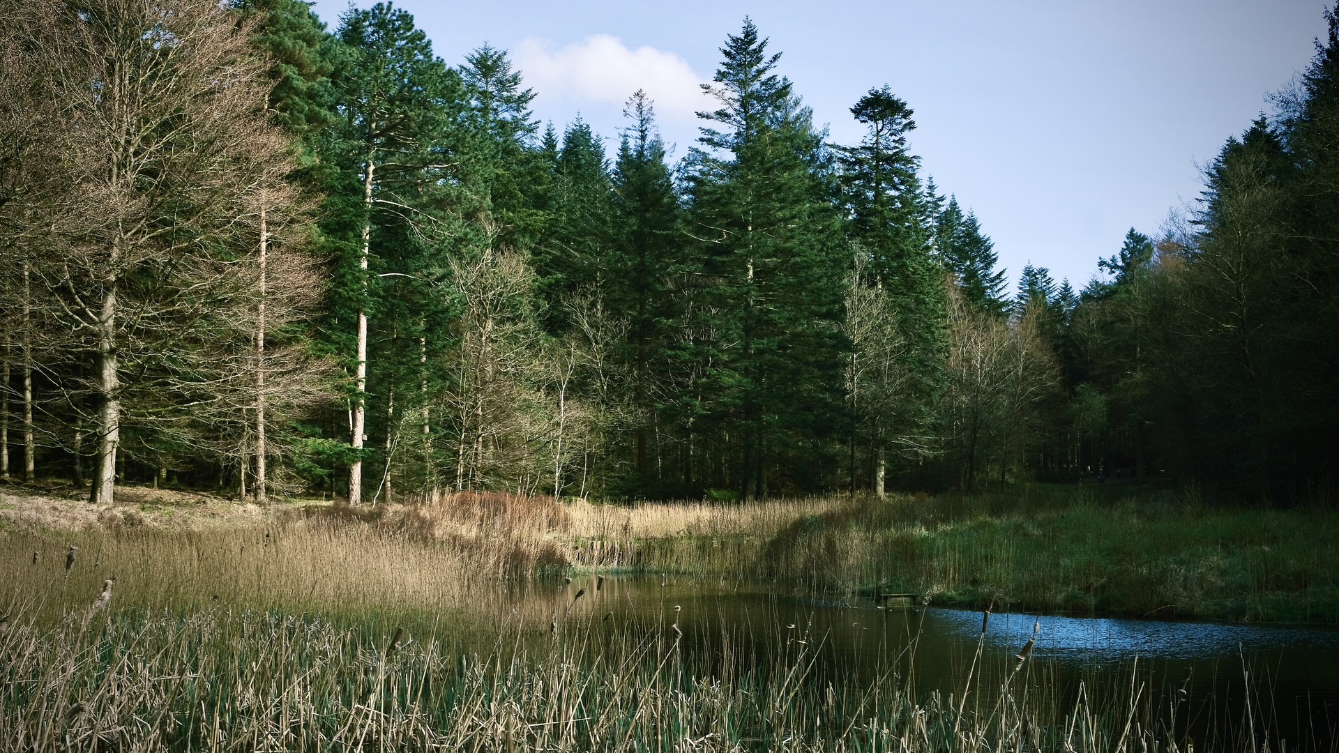 Fischteiche im Forst