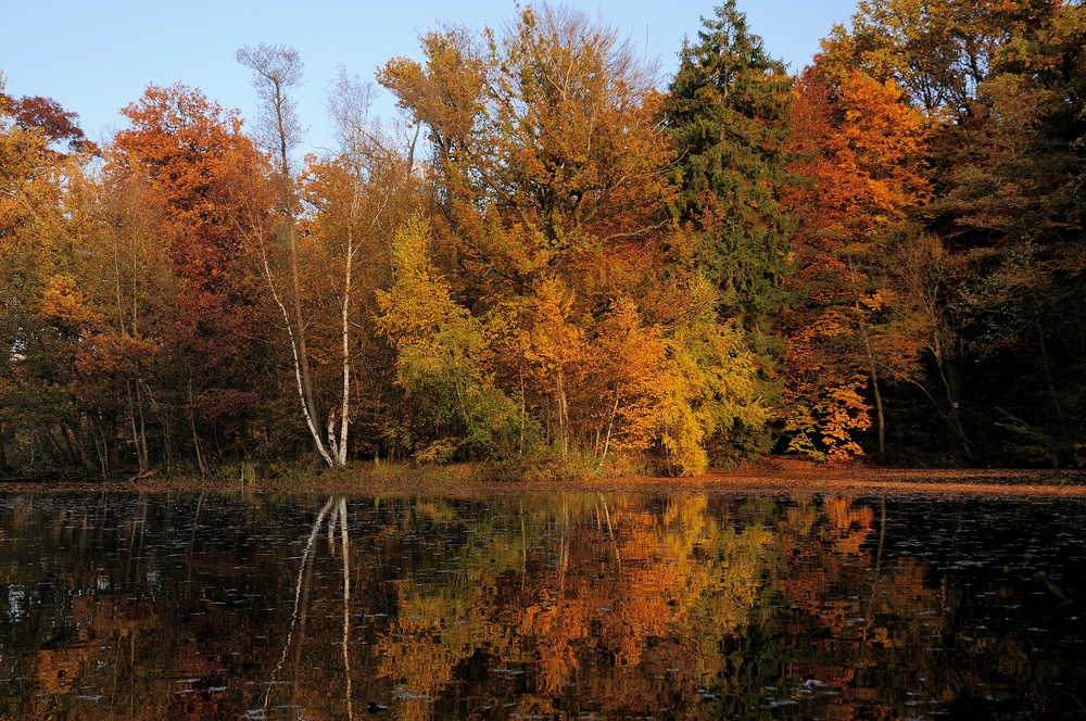 Fischteiche im Herbst