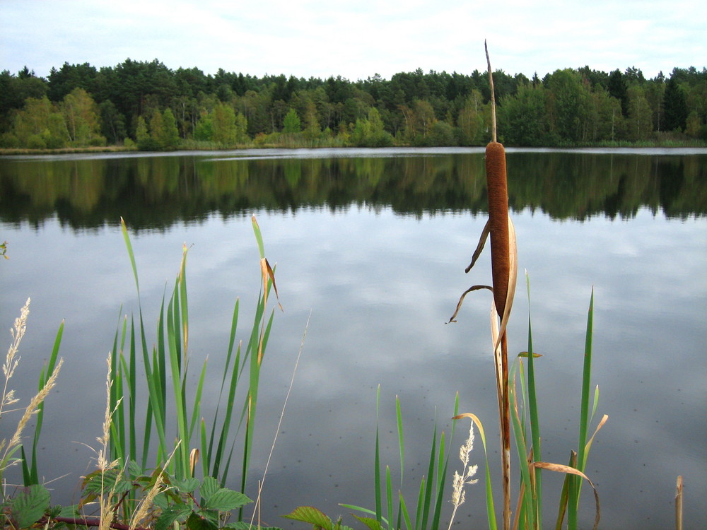 Fischteichparadis in Lohe