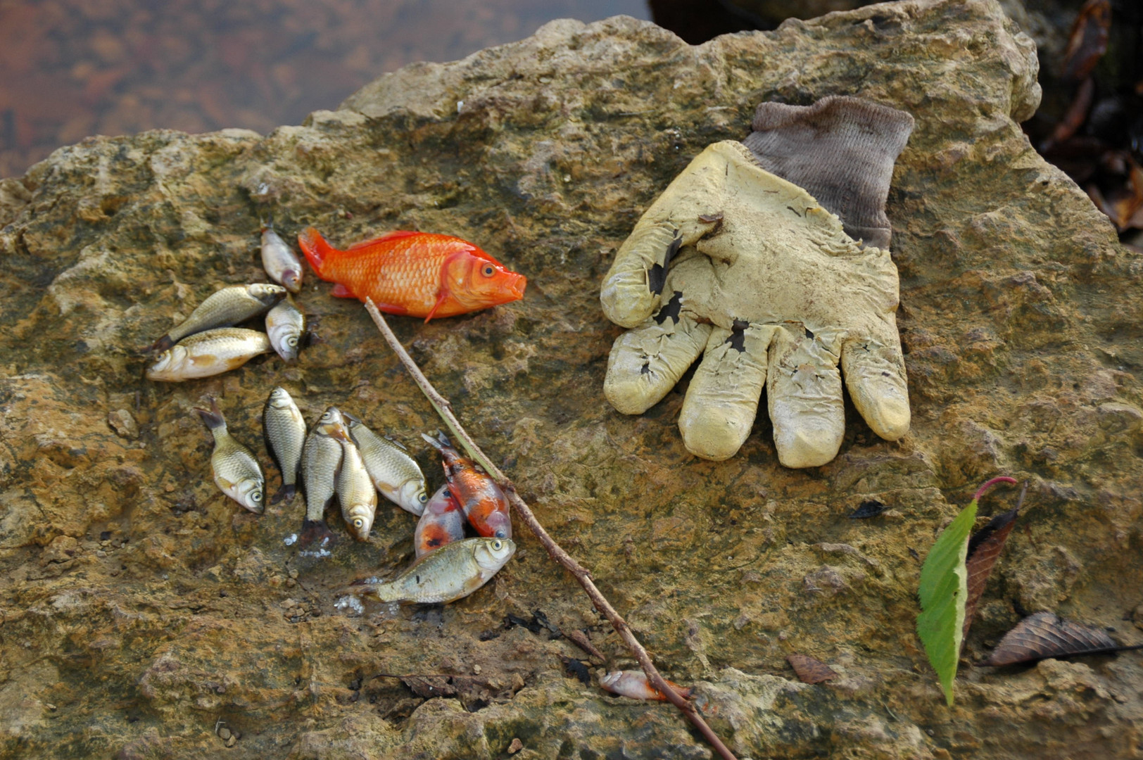 Fischtod in Hillesheim