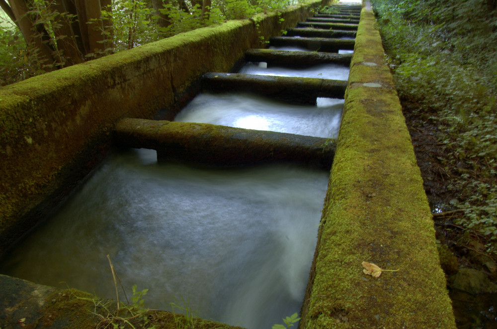 Fischtreppe an der Wied