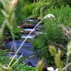 Fischtreppe in Müden