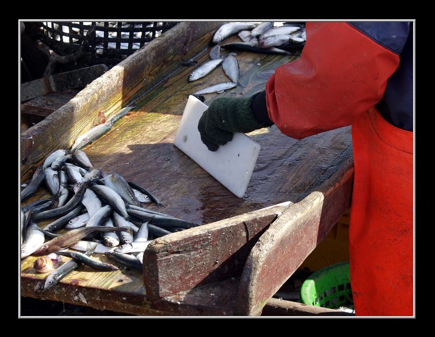 Fischverkauf am Hafen in Travemünde