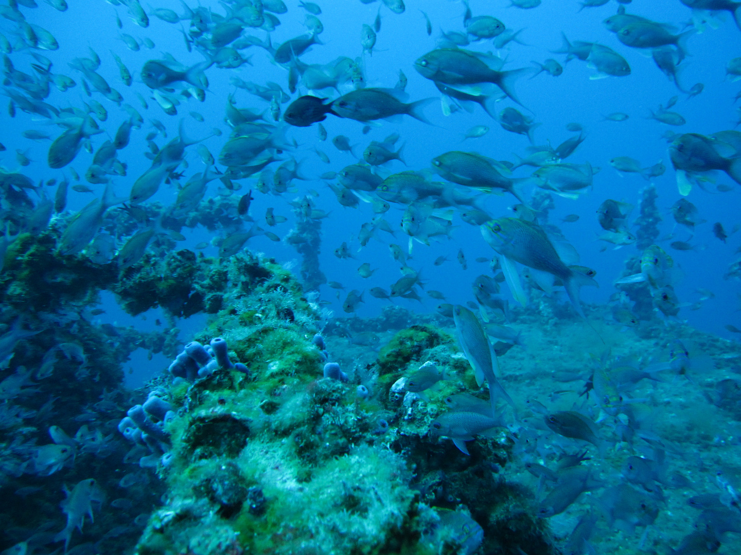 Fischvorhang zum durchtauchen