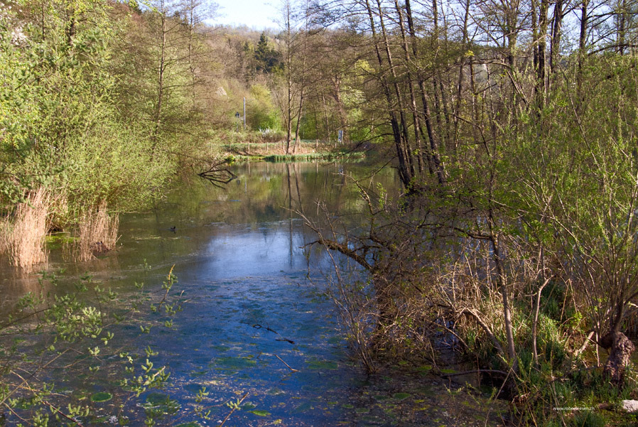 Fischweiher