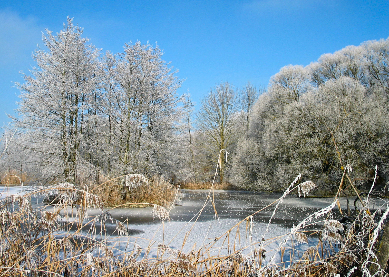 Fischweiher bei Langerringen (Bayern) im Winter