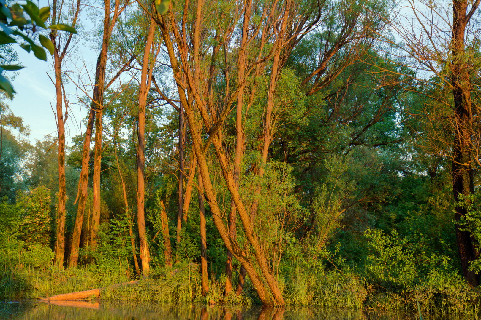 Fischweiher bei Sonnenutergang