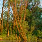 Fischweiher bei Sonnenutergang