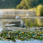 Fischweiher Biberach 