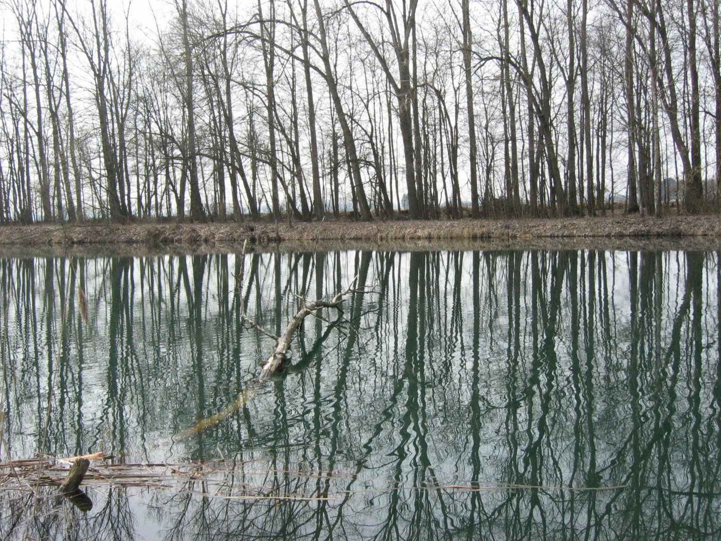 Fischweiher im Winter