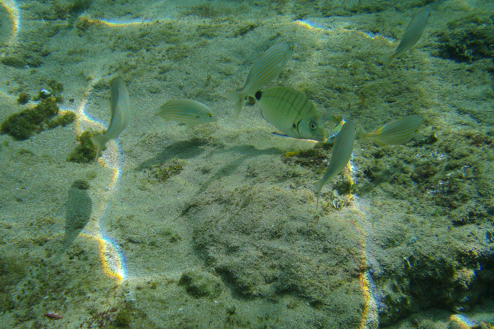 Fischwelt auf Kreta
