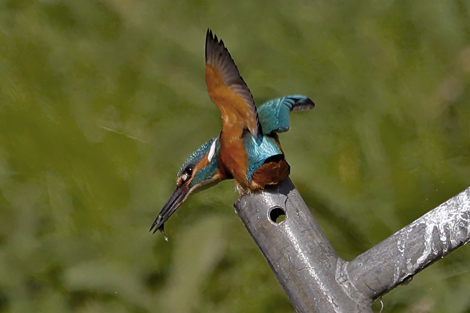 Fischzubereitung a la Eisvogel