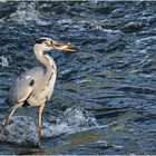 Fischzug in der Lahn