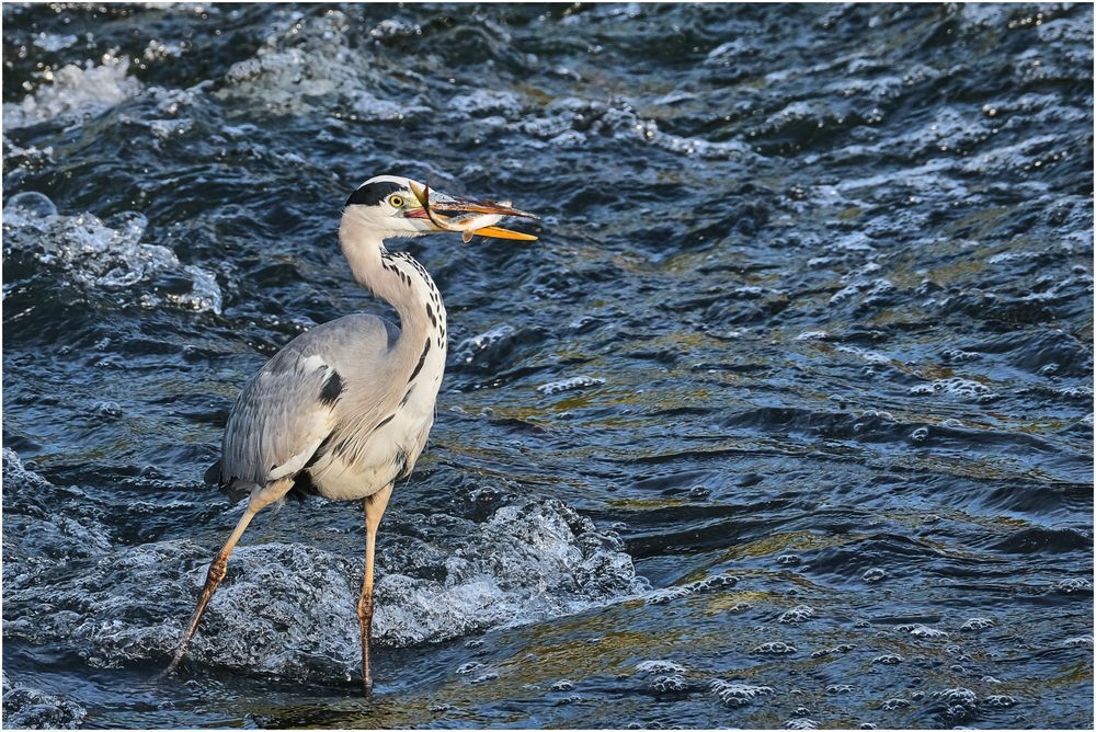 Fischzug in der Lahn