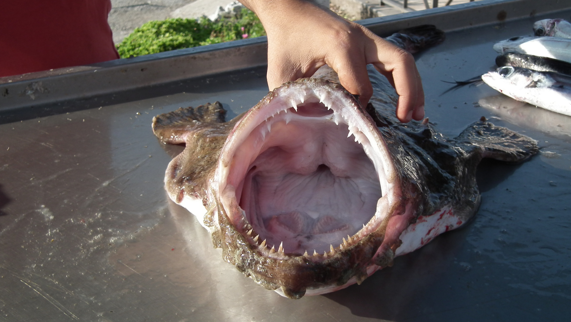 FISH AM MORGEN IN VACCARELLA