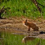 "Fish and Fox" - oder was essen die Engländer so gern?