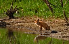 "Fish and Fox" - oder was essen die Engländer so gern?