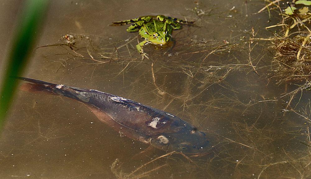 "FISH and ....... FROSCH" - ohne Chips