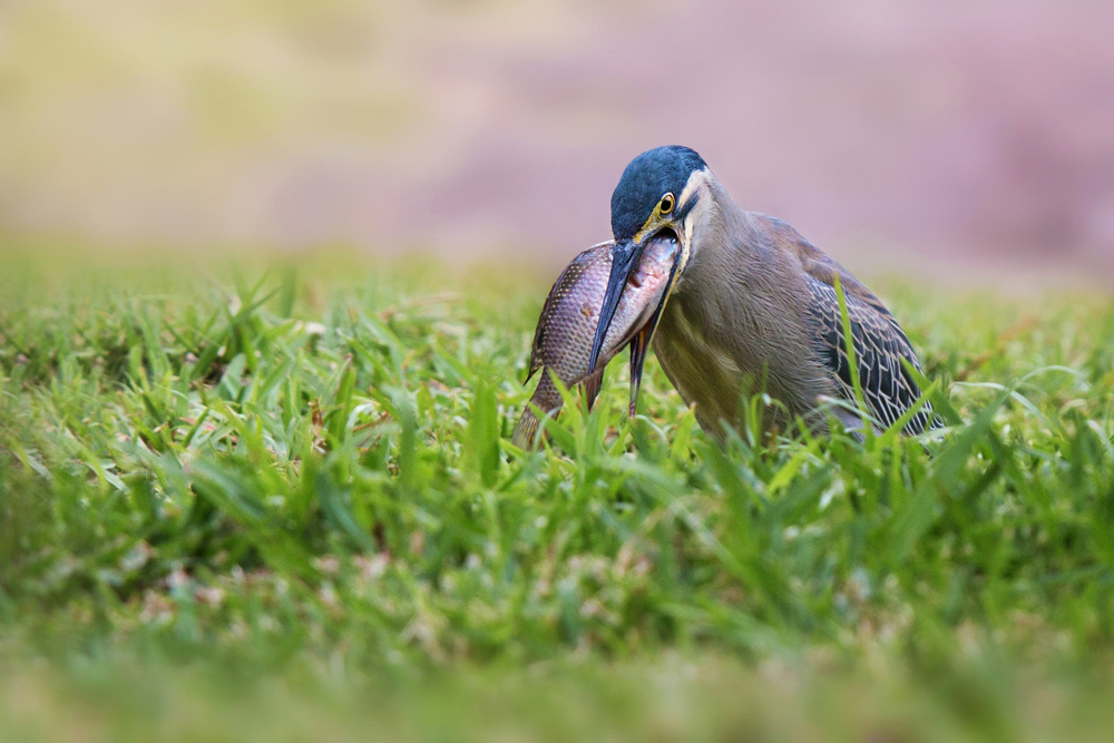 Fish And .......Heron 1/2