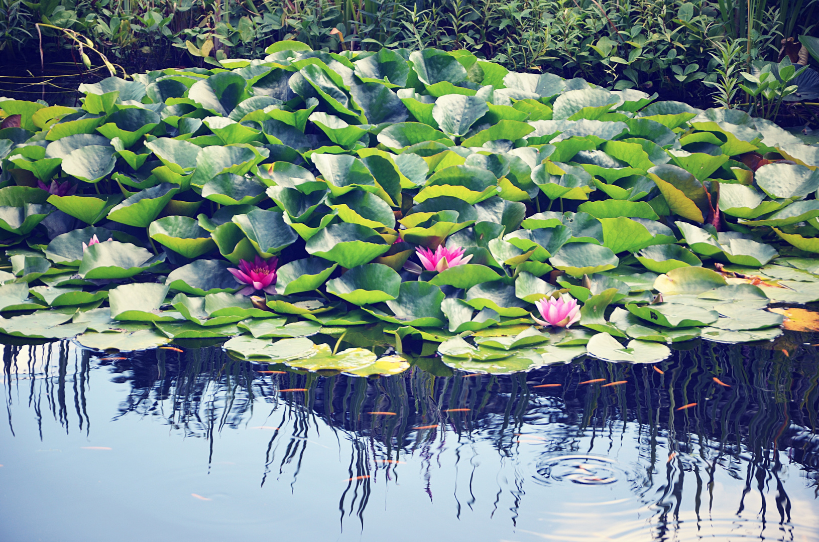 Fish and Roses